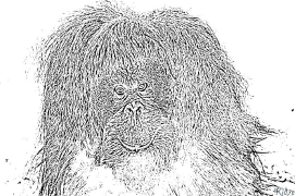 orangutanas Spausdinami Spalvinimo Puslapiai